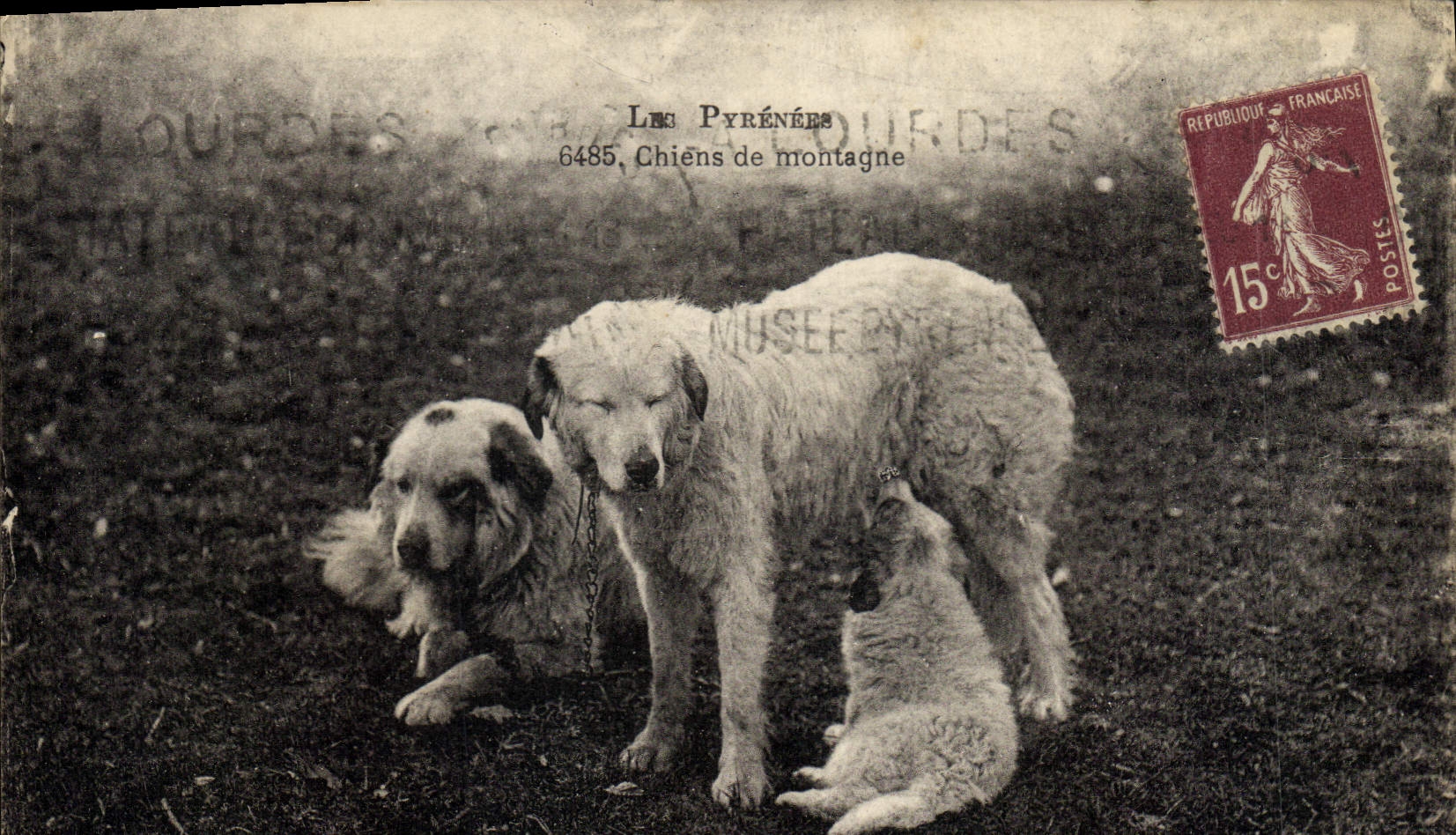 Chiens de montagne — Les Pyrénées — 6485 — éditeur inconnu