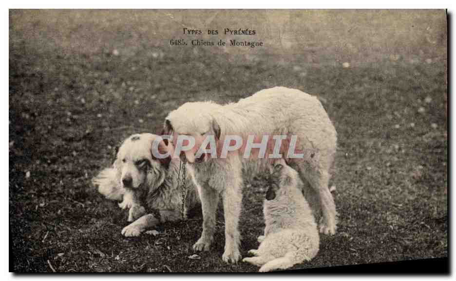 Chiens de Montagne — Types des Pyrénées 6485 — Éditeur non visible