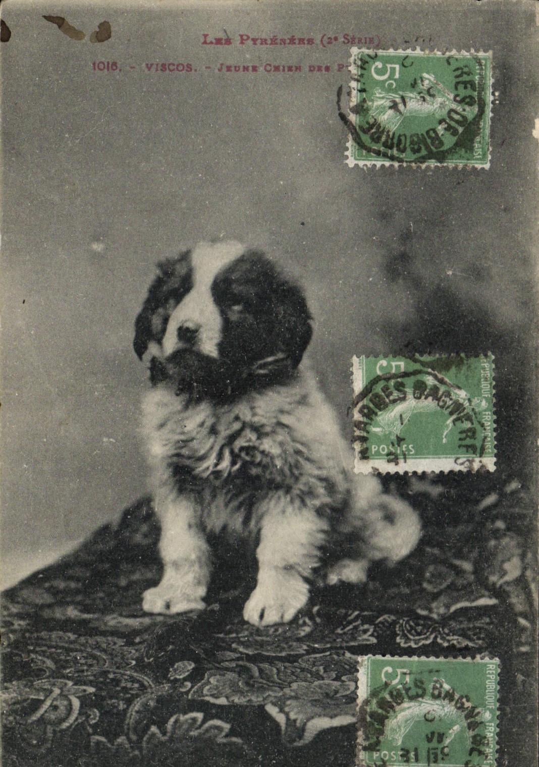 Viscos - Jeune Chien des Pyrénées (2e Série) — éditeur non identifié, n° 1016