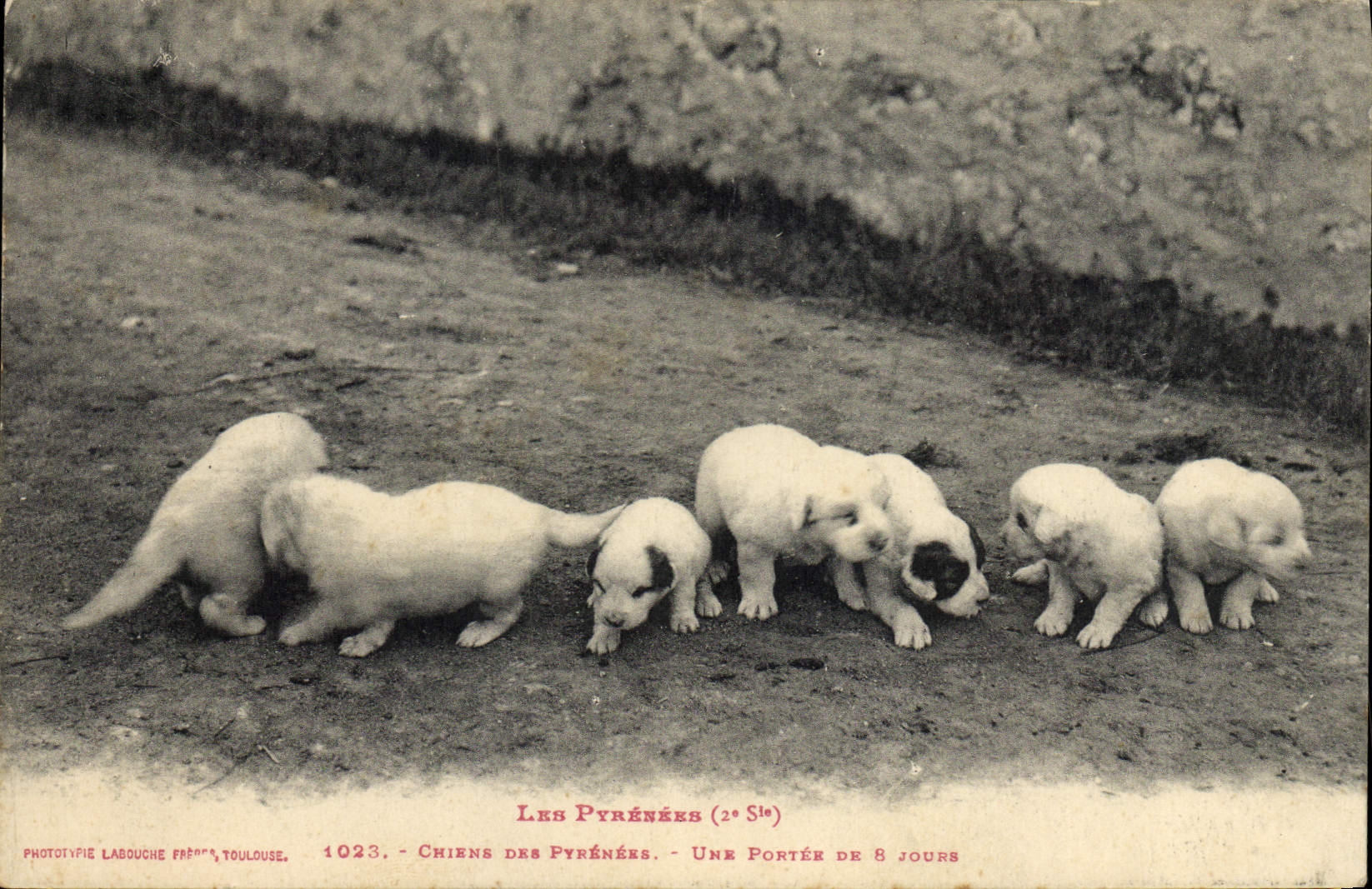 Chiens des Pyrénées — Une portée de 8 jours — Phototypie Labouche, Toulouse, n°1023