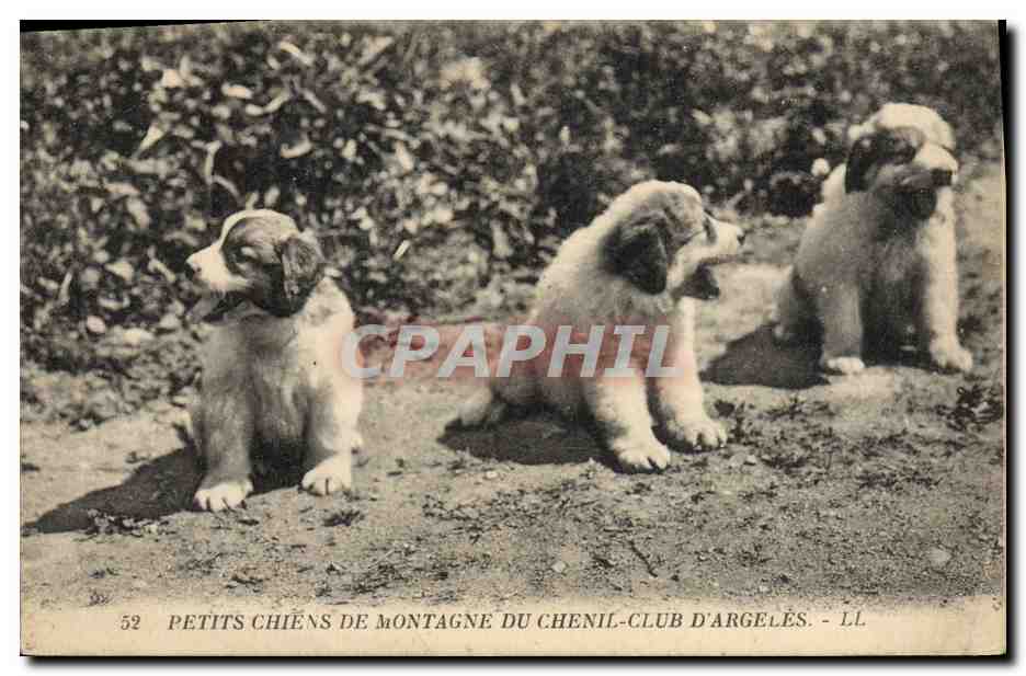 Petits chiens de montagne du chenil-club d'Argelès — LL, n°52