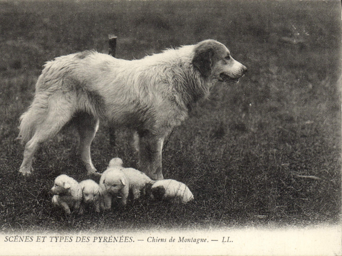 Chiens de Montagne — LL.