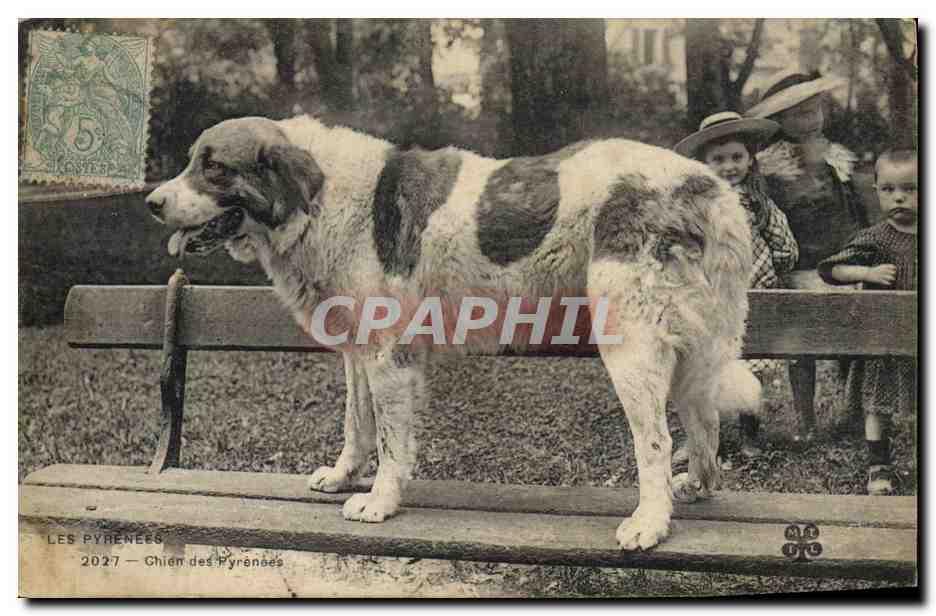 Chien des Pyrénées — 2027 — éditeur M.T. & Cie