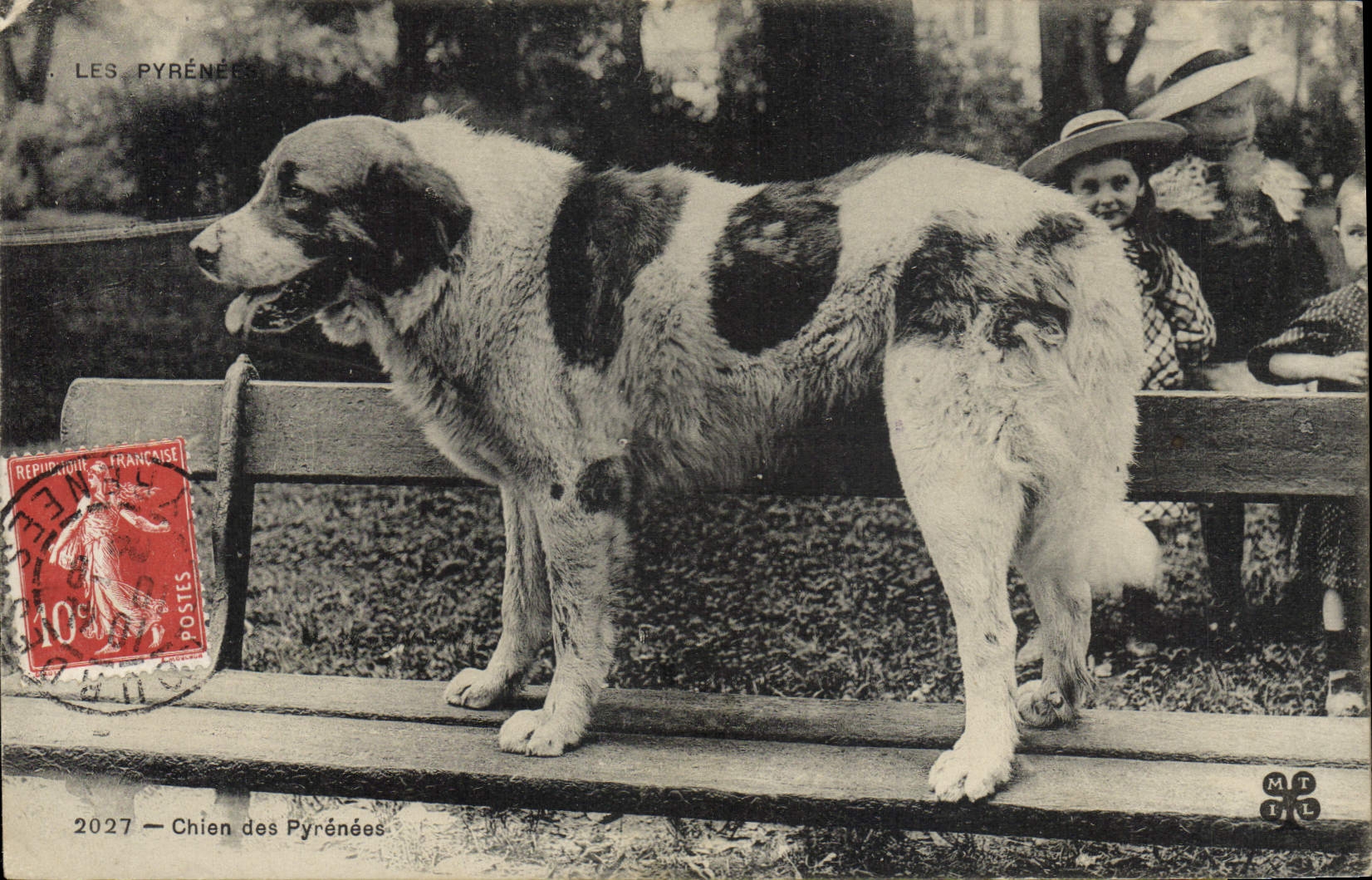 Chien des Pyrénées — 2027 — MTIL