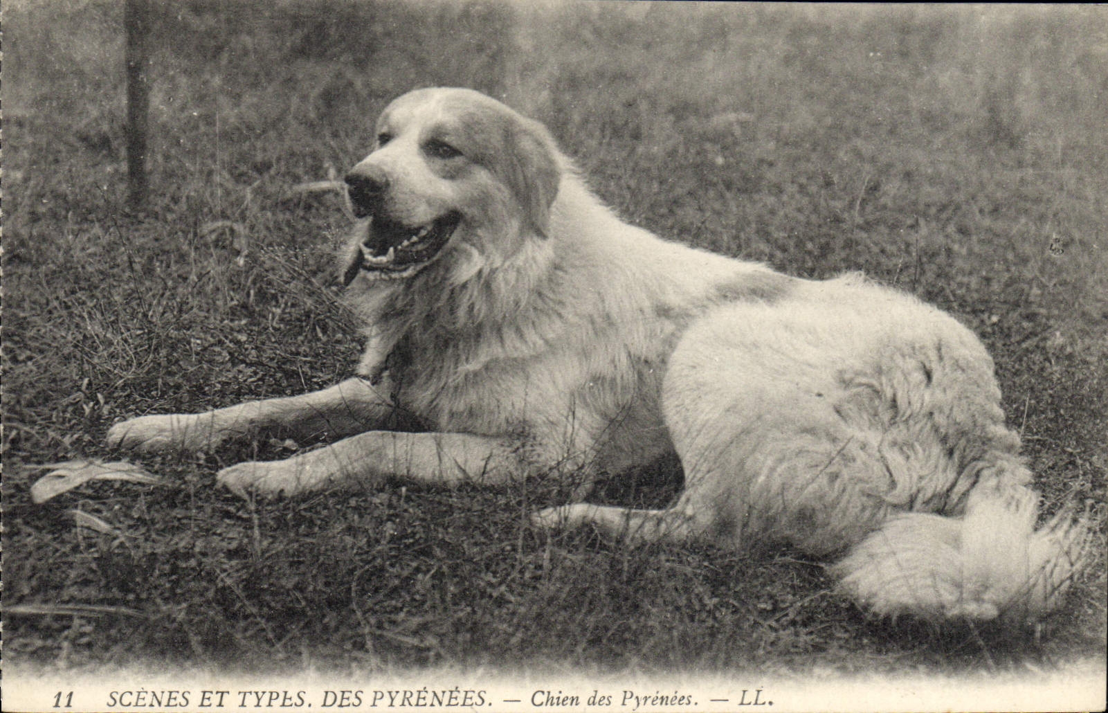Chien des Pyrénées — SCÈNES ET TYPES. DES PYRÉNÉES. — LL. — n°11
