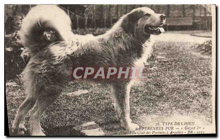 CPA Chien des Pyrenees Chiens Gazost 1er Chenil du Club des Pyrenees a Argeles 
