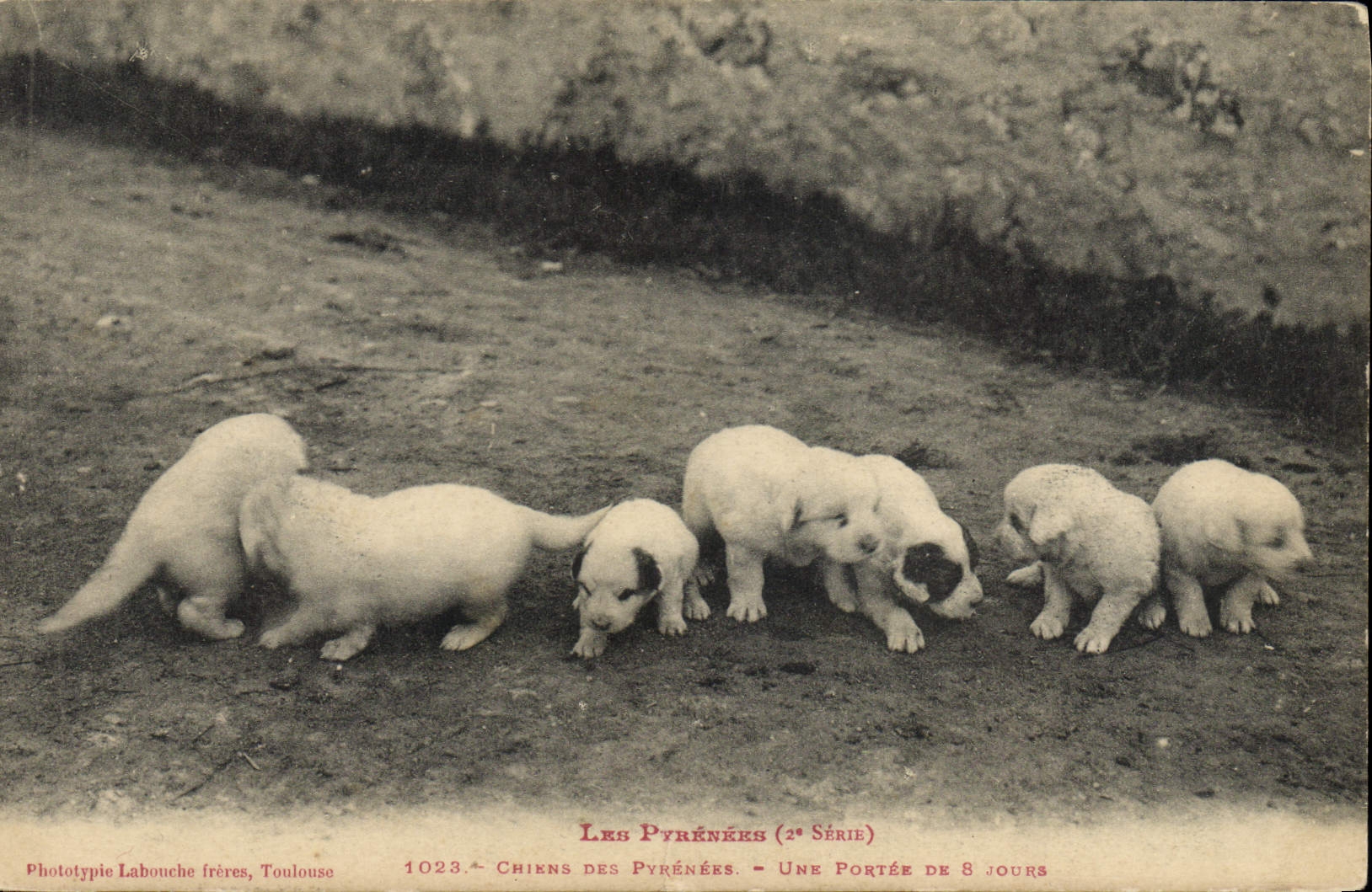 CPA Chien Chiens des Pyrenees Une portee de 8 jours