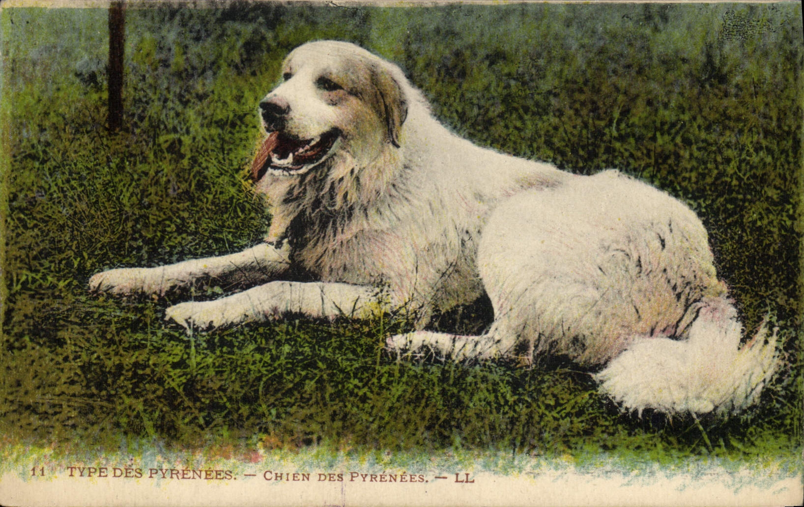 Chien des Pyrénées — LL — n°11
