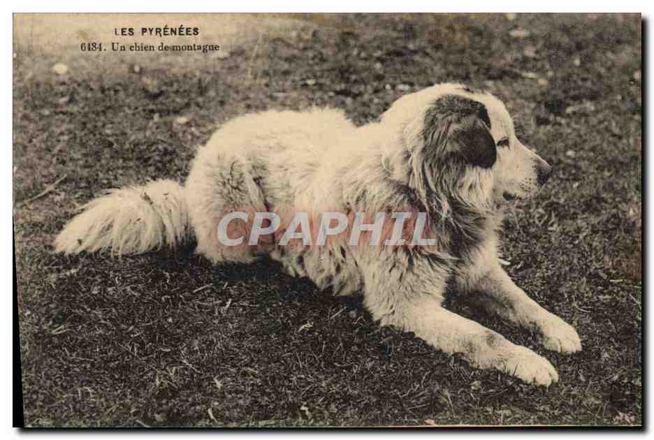 Les Pyrénées — Un chien de montagne — série 6184