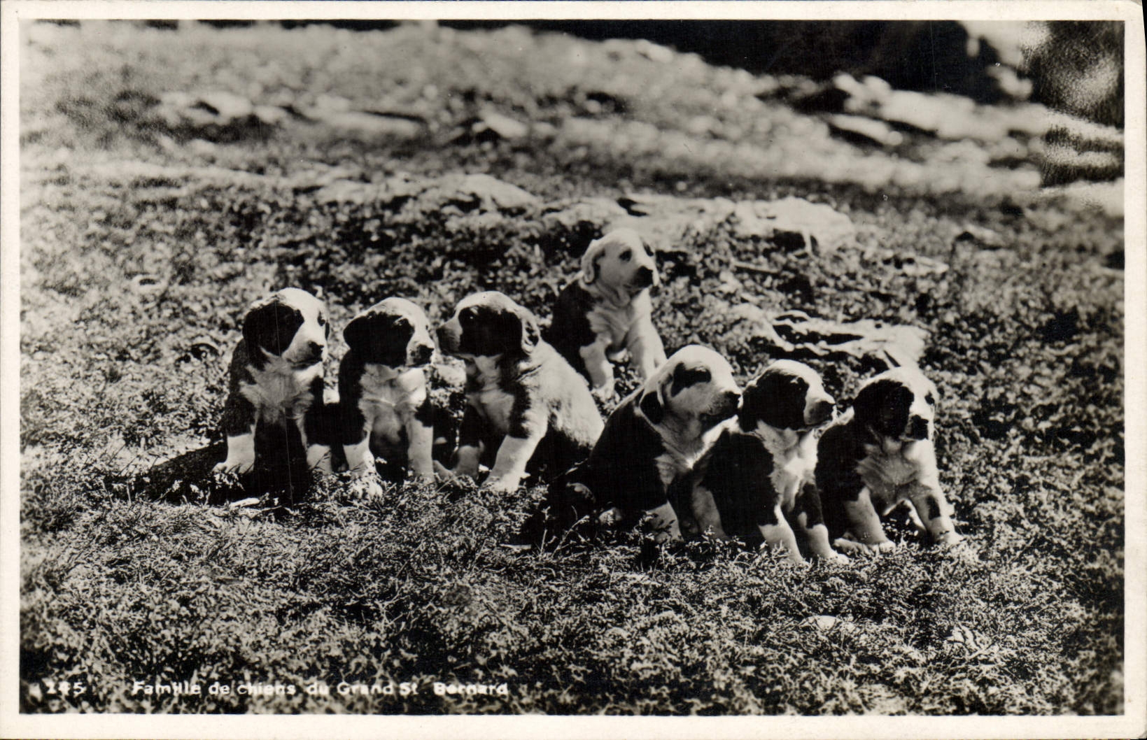 CPA Chien Famille de Chiens du Grand St Bernard 