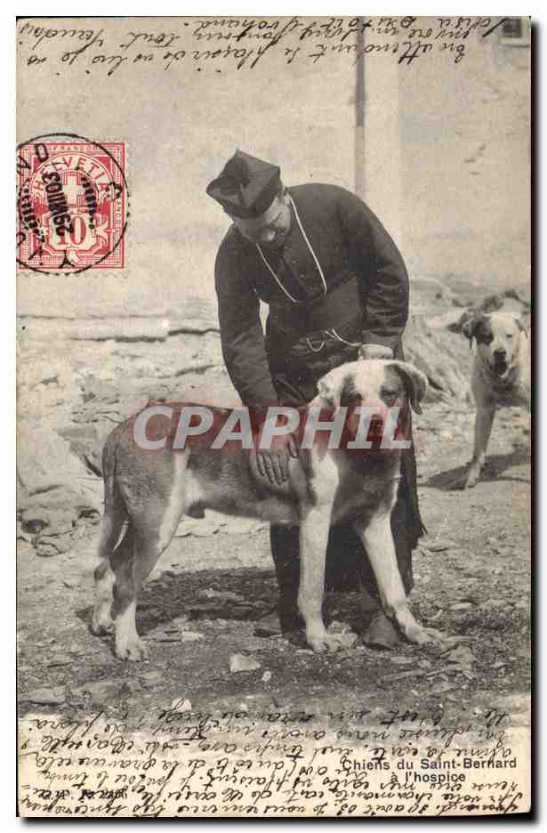 CPA Chien Chiens du Saint Bernard a l'hospice 