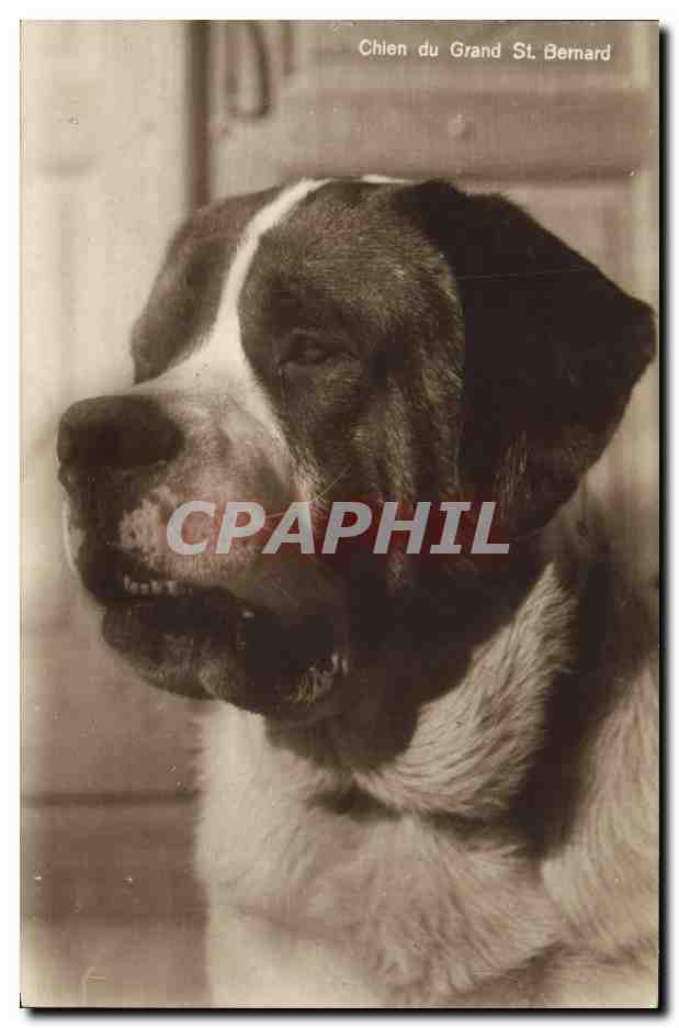 Chien du Grand St. Bernard — édition Guggenheim & Cie, Zurich — n° 17010