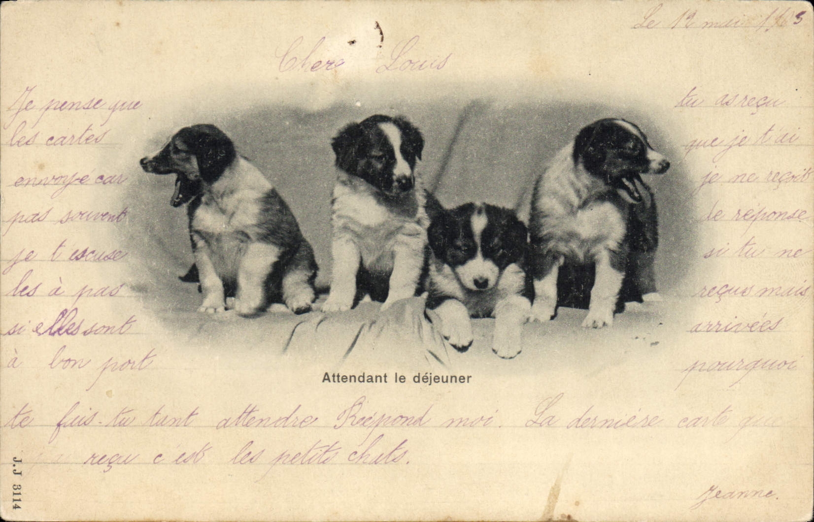 Quatre chiots border collie — Attendant le déjeuner — J.J. 8114
