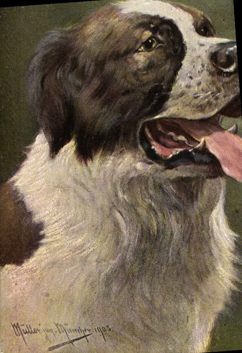 Chien de race — portrait — Müller jun. München 1903