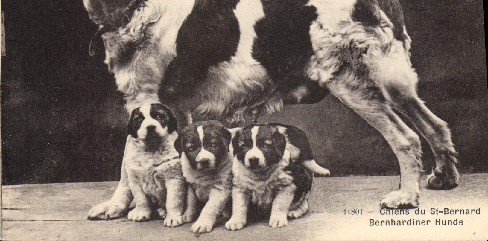 Chiens du St-Bernard — 11801 — Phototype Co, Neuchâtel