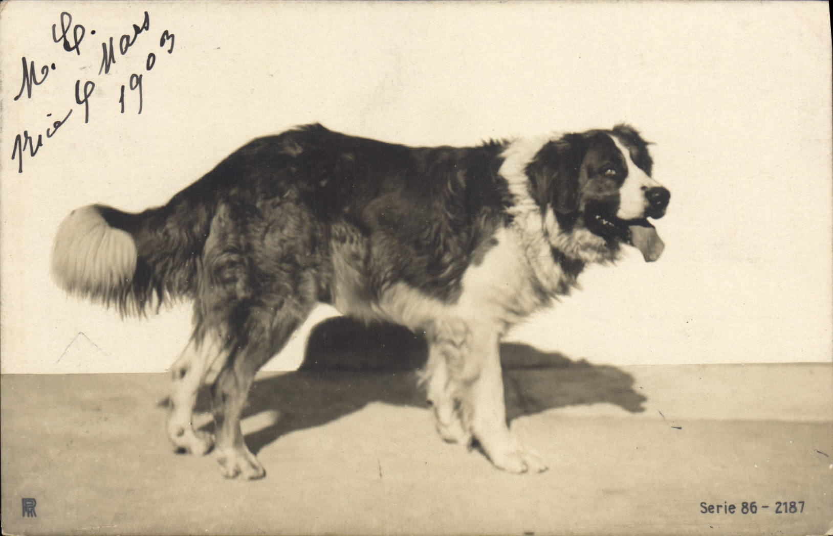 Chien de race Saint-Bernard — série 86-2187 — éditeur RR