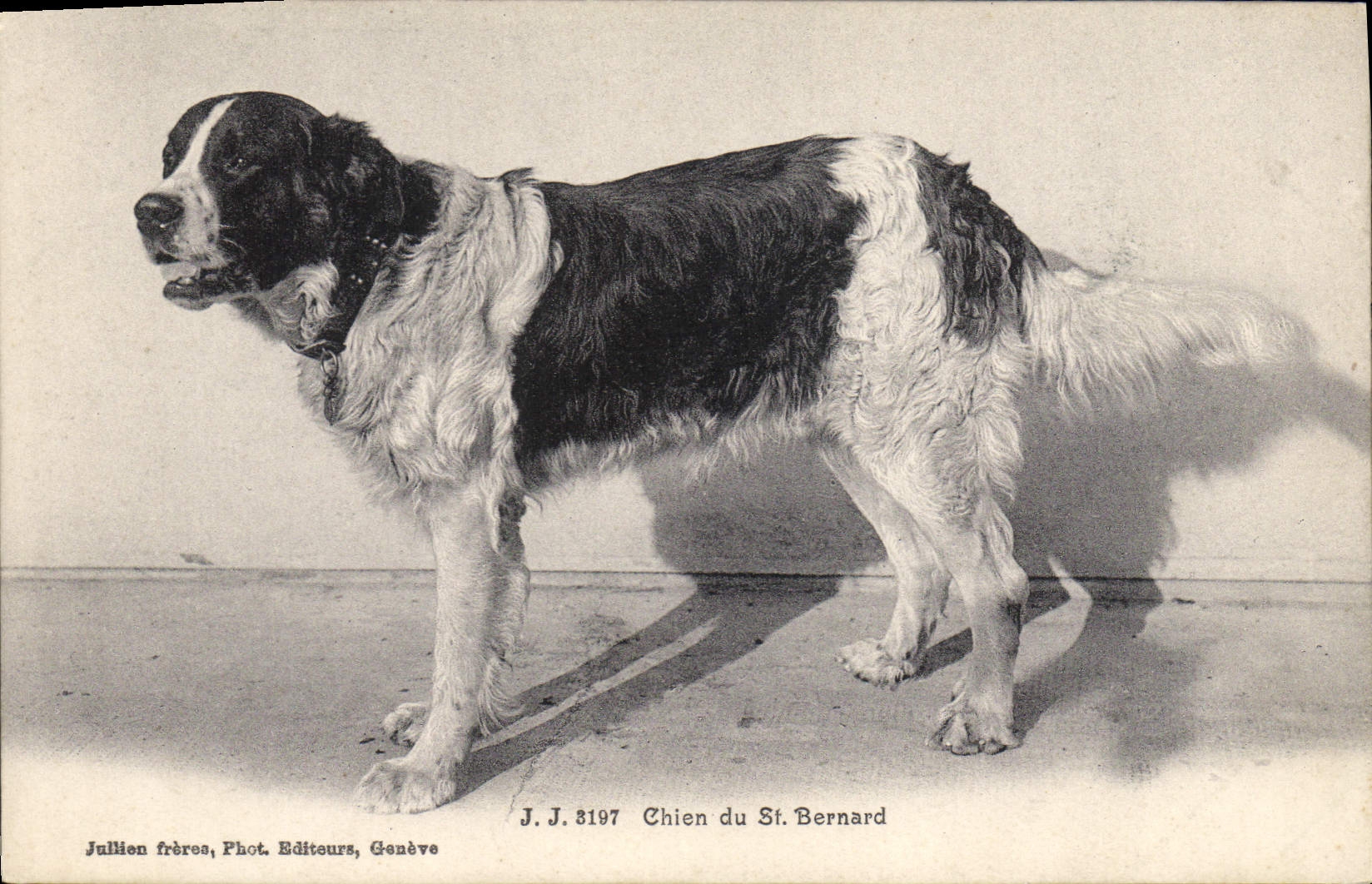Chien du St. Bernard — J.J. 8197 — Jullien frères, Phot. Editeurs, Genève