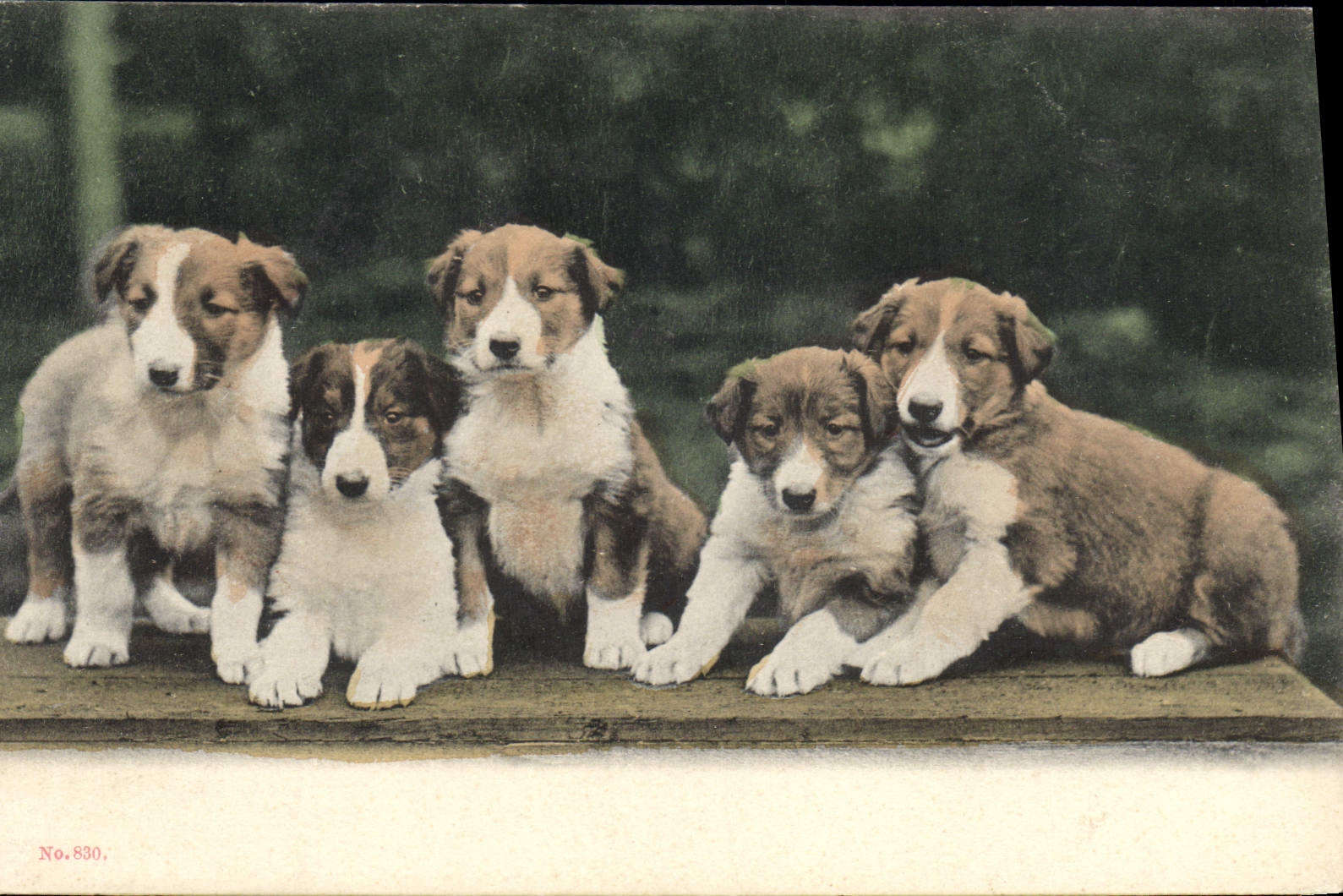 Cinq chiots collies — No. 830 — éditeur non visible
