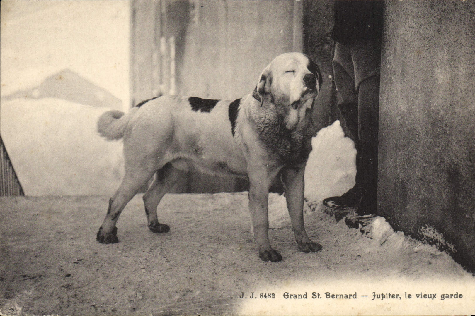 Grand St. Bernard — Jupifer, le vieux garde — J.J. 8482