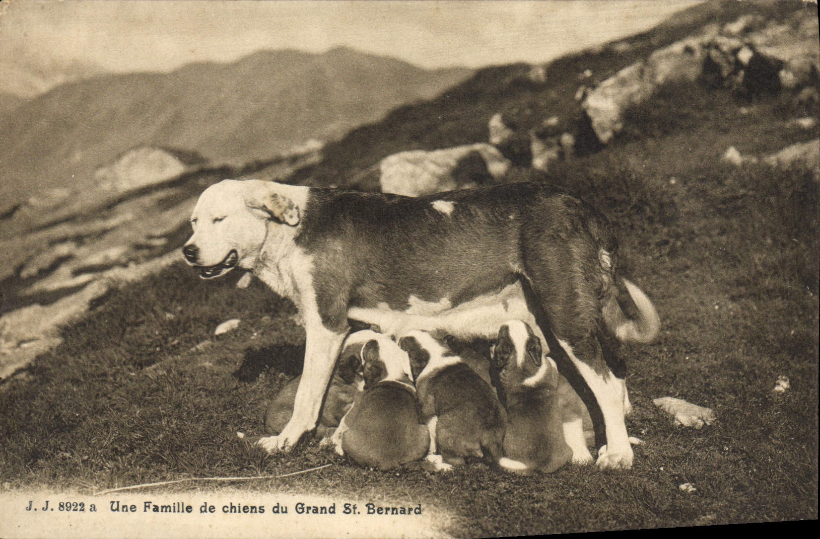 Une Famille de chiens du Grand St Bernard — J. J. 8922 a — Juillien frères, Genève