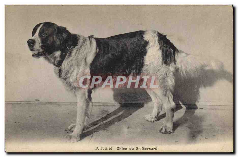 Chien du St. Bernard — J.J. 3197 — Jaullion frères, Phot. Éditeurs, Genève