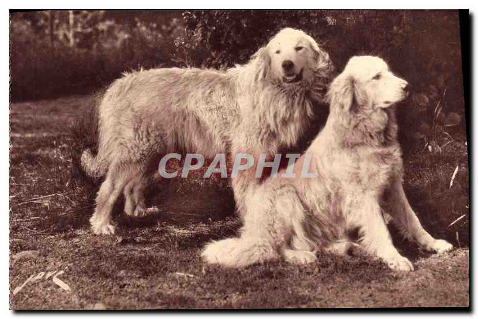Chiens des Pyrénées — Gardiens des troupeaux contre l'ours — Éditions Jové, Pau (B.P.)