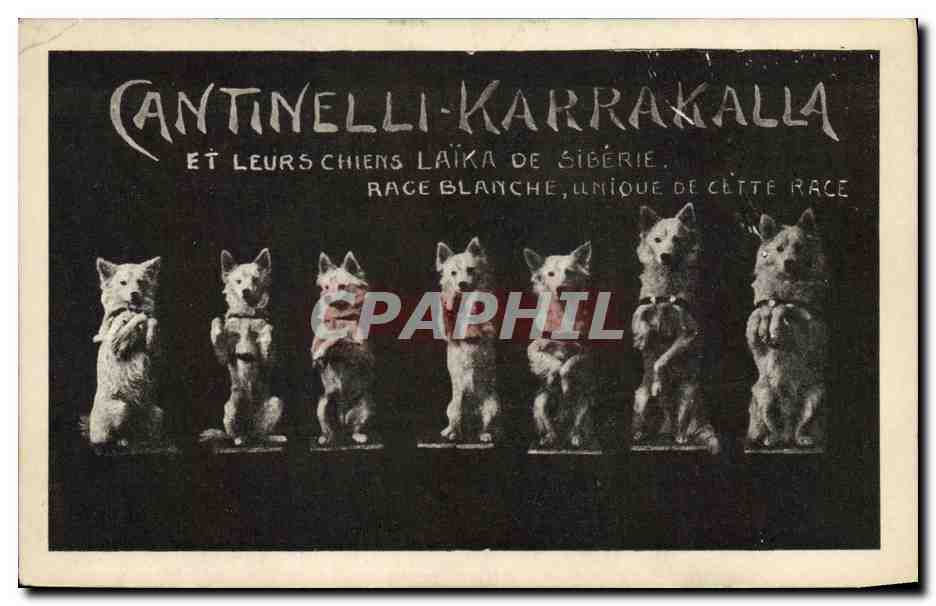 Cantinelli-Karrakalla et leurs chiens Laïka de Sibérie — Race blanche, unique de cette race