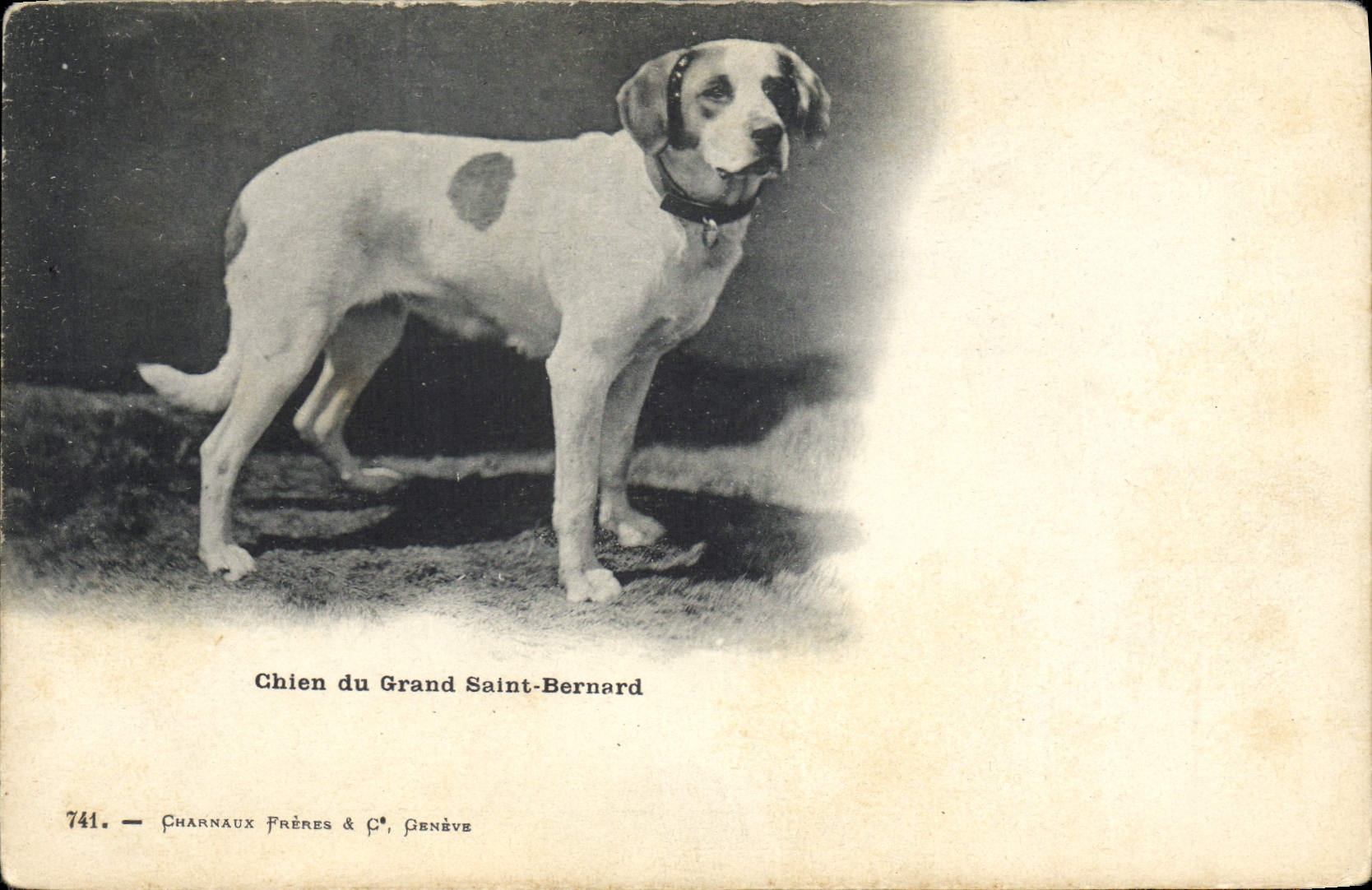 Chien du Grand Saint-Bernard — Charnaux Frères & C°, Genève, n° 741