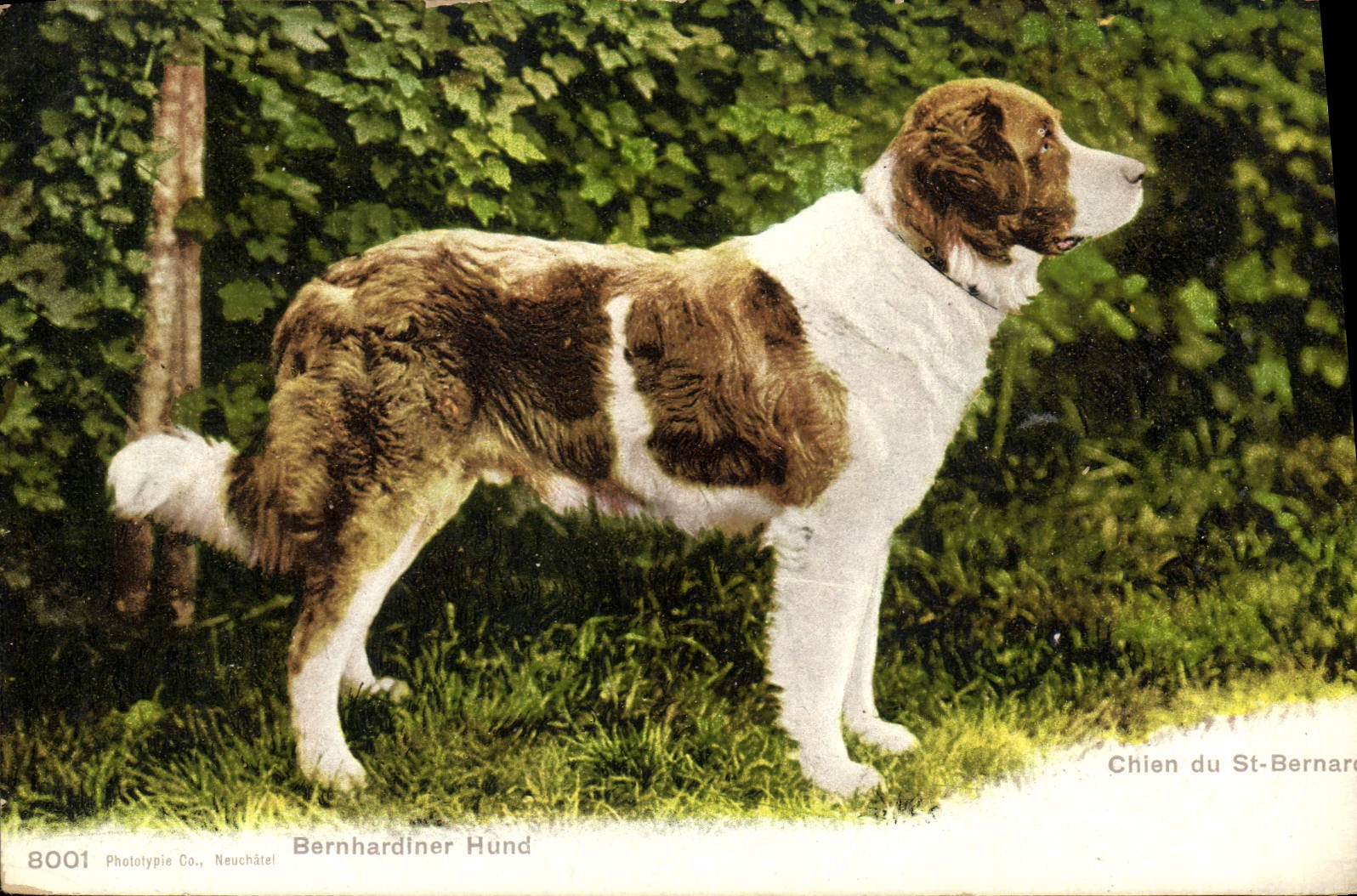 Chien du St-Bernard — Phototypie Co., Neuchâtel — n° 8001