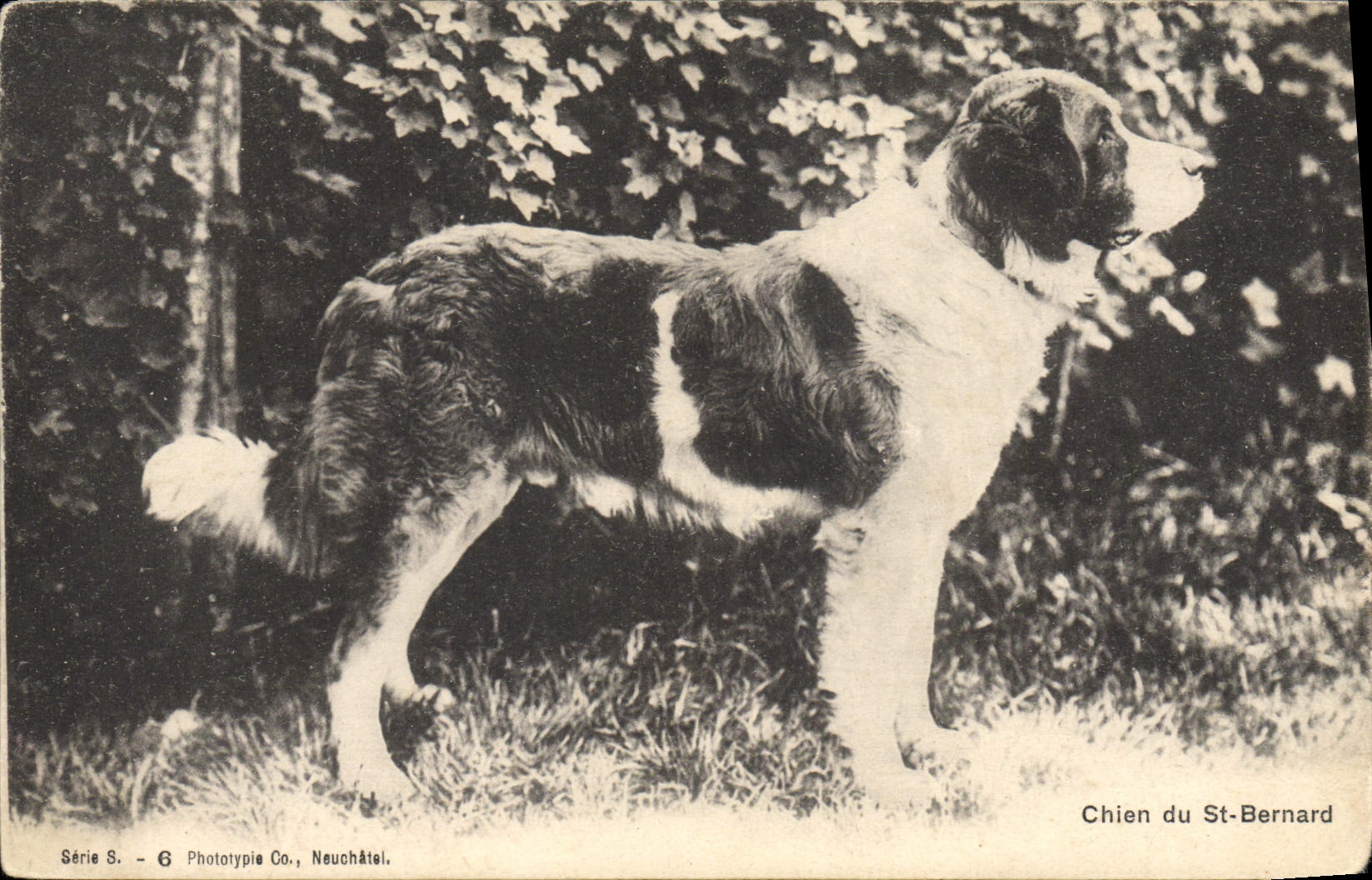 Chien du St-Bernard — Série S. - 6 — Phototypie Co., Neuchâtel
