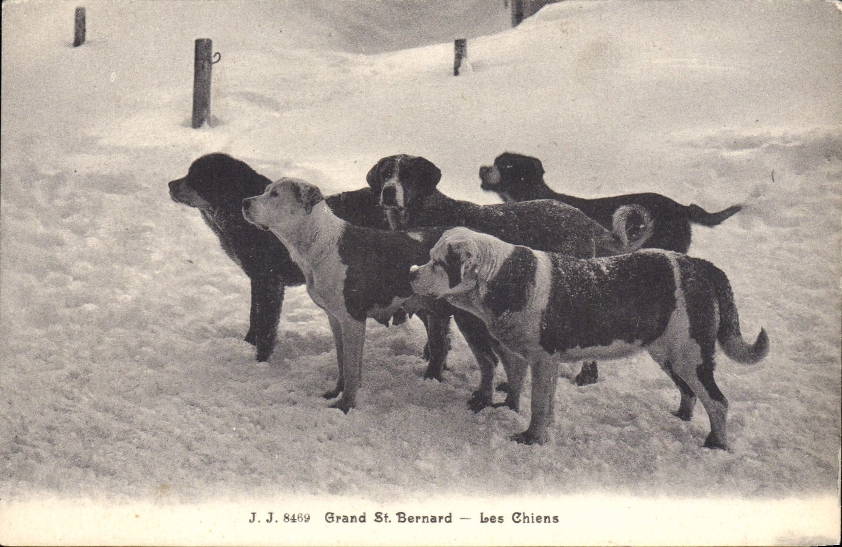 Grand St Bernard — Les Chiens — J.J. 8489