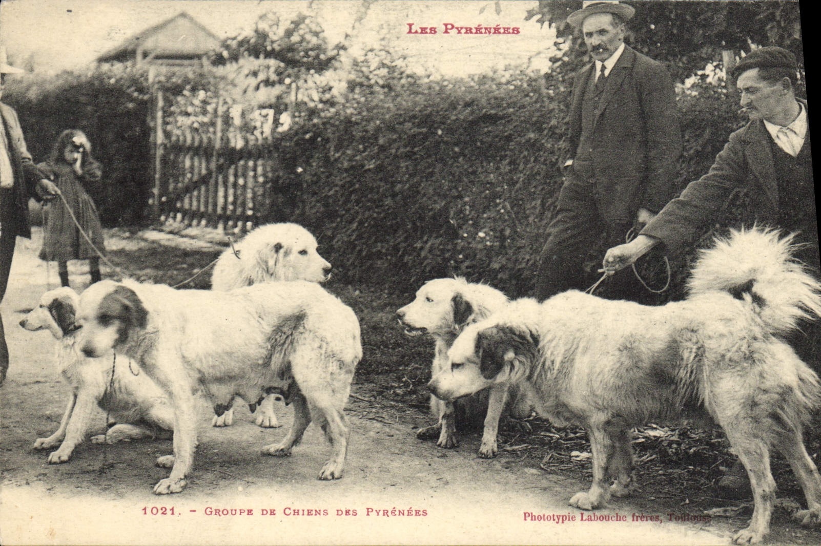 Groupe de Chiens des Pyrénées — Phototypie Labouche Frères, Toulouse — n° 1021