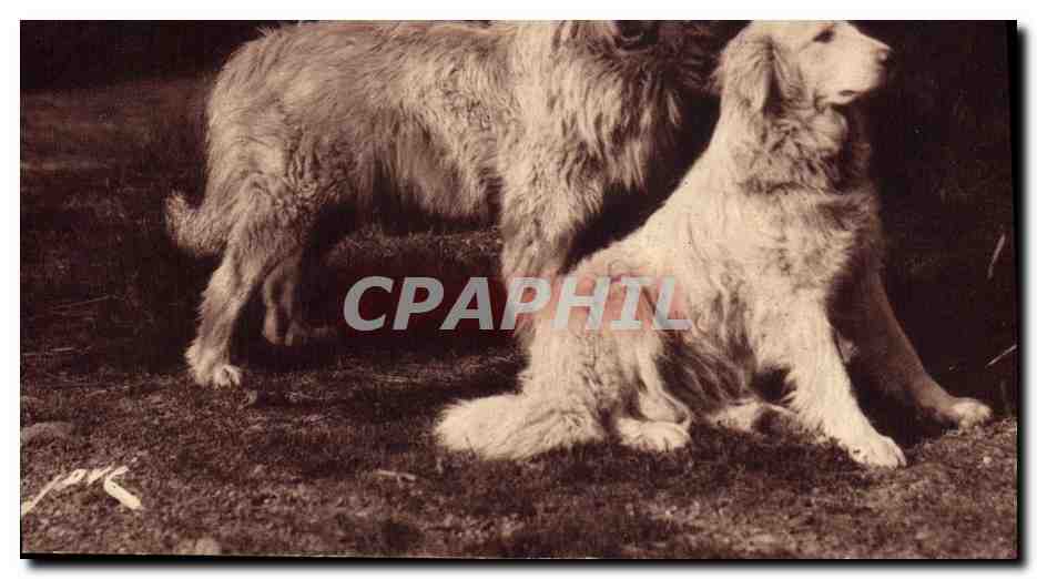 CPA Chien Chiens Gardiens des troupeaux contre l'ours 