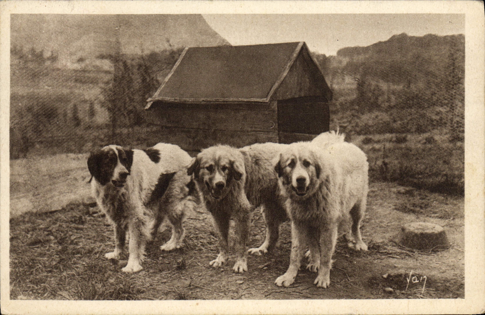Chiens des Pyrénées — Édition E. Quinault — Lourdes