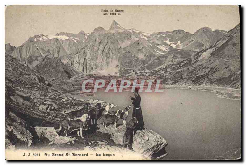 CPA Chien Chiens Au Grand St Bernard La lecon 