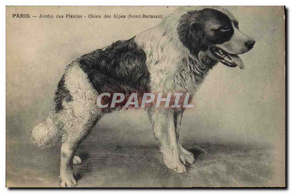 Paris — Jardin des Plantes — Chien des Alpes (Saint-Bernard)