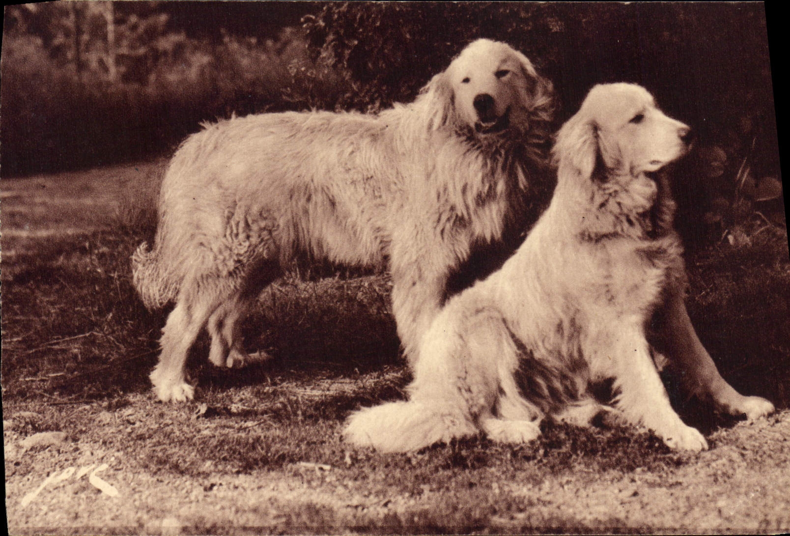 Chiens des Pyrénées — Gardiens des troupeaux contre l'ours — Éditions JOVÉ, Pau (B.-P.)