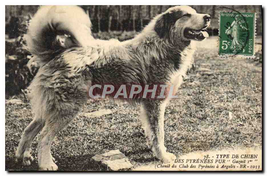 CPA Chien des Pyrenees Chiens Chenil du Club des Pyrenees a Argeles 