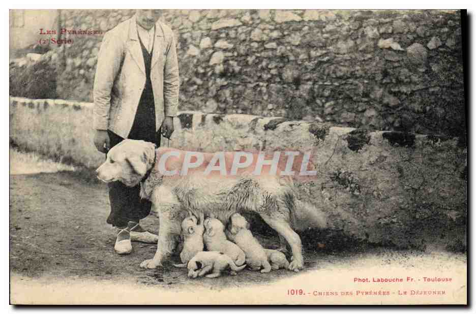 Chiens des Pyrénées — Phot. Labouche Fr. - Toulouse - N° 1019
