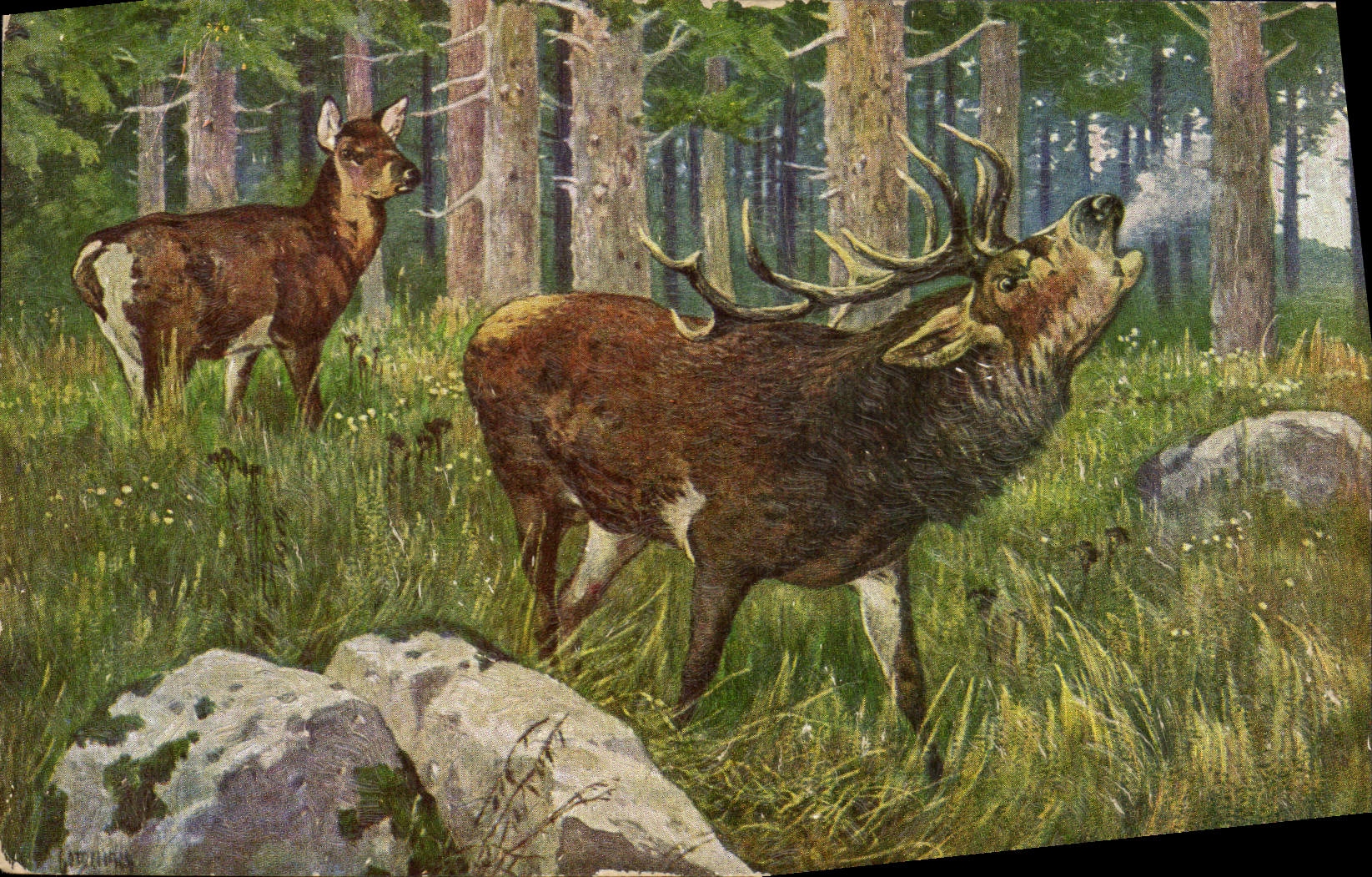 Deux cerfs dans la forêt — illustration — éditeur Schulz & Mühle, n° 617a