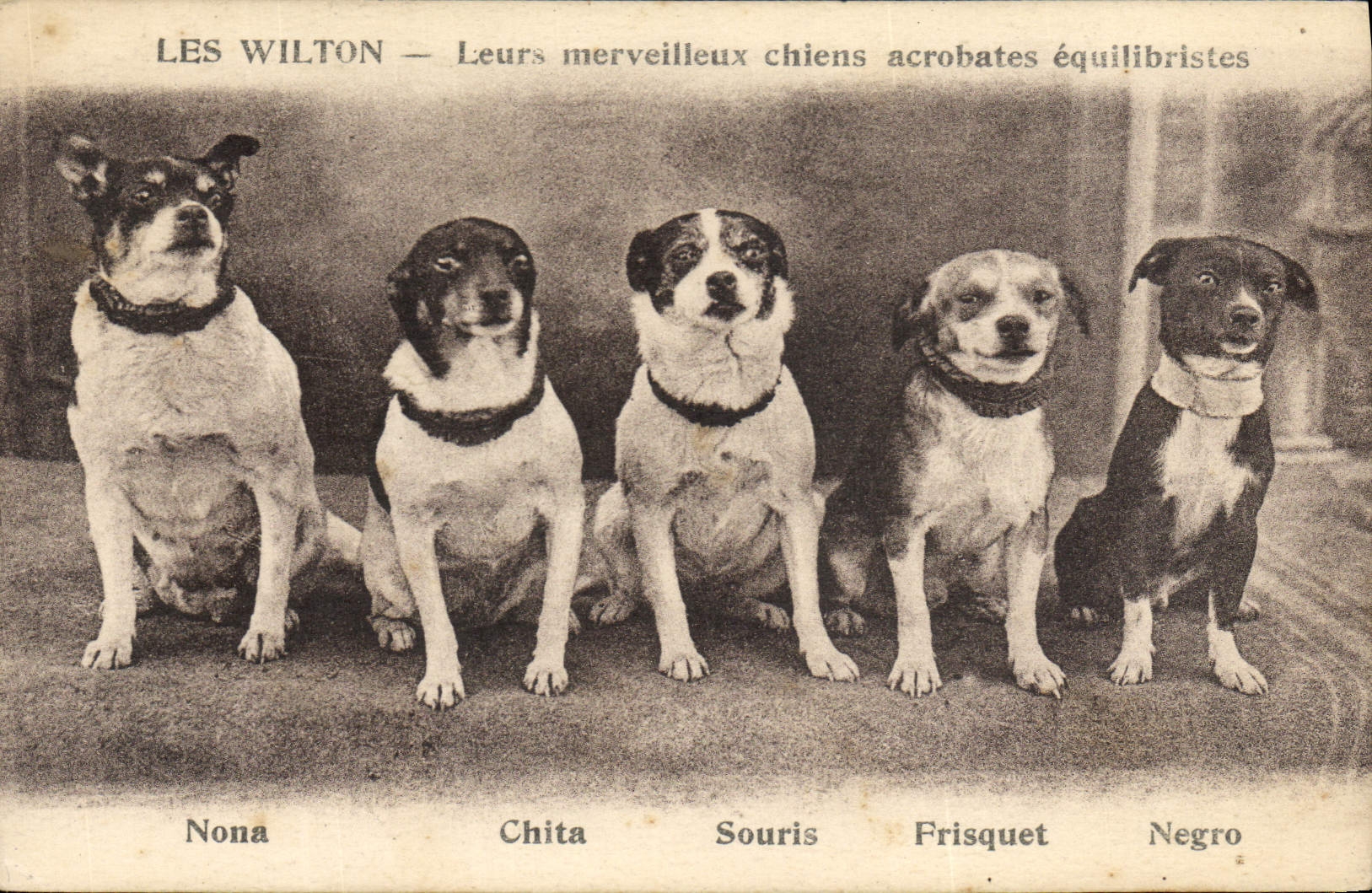Les Wilton — Leurs merveilleux chiens acrobates équilibristes