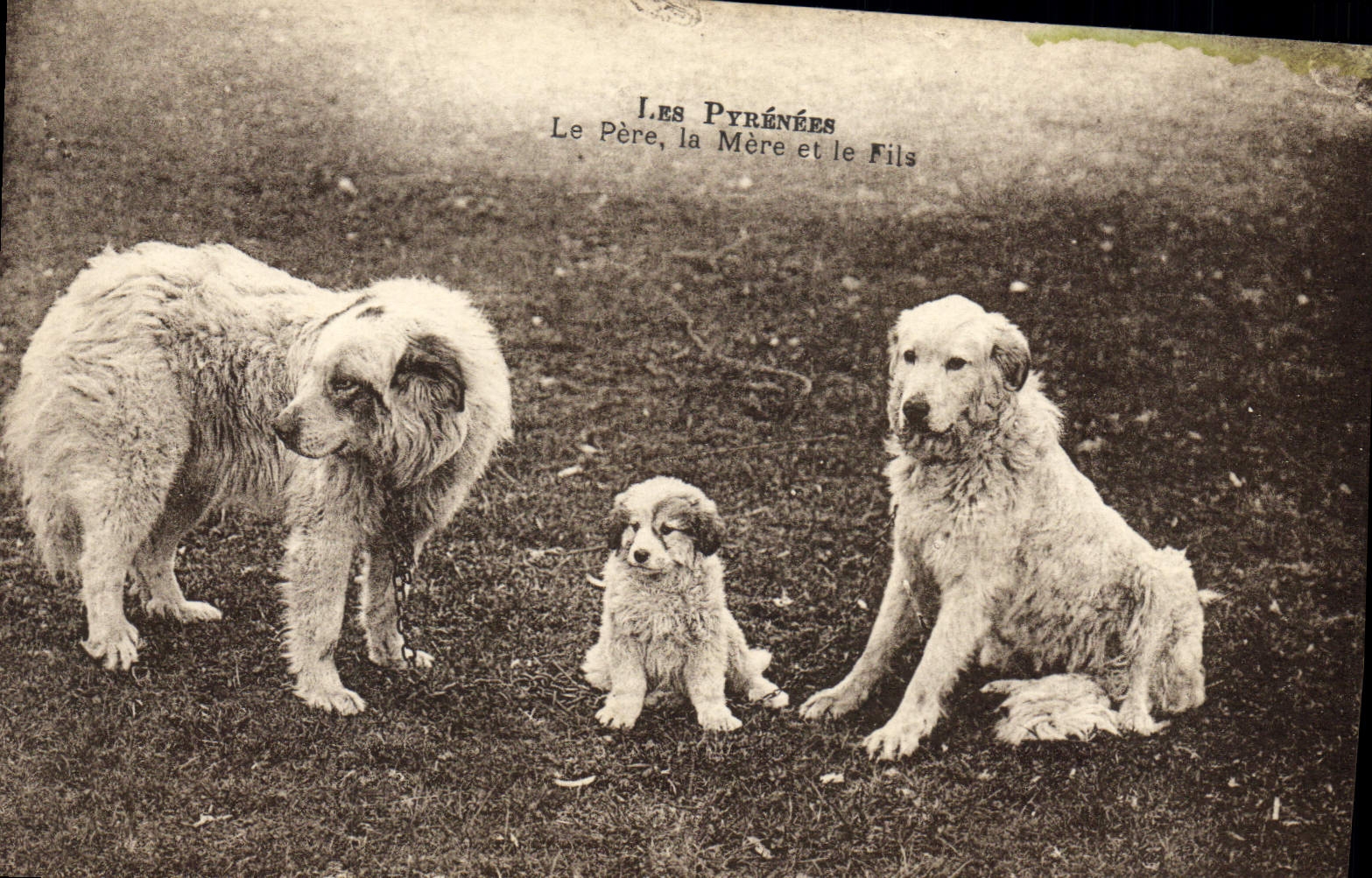 Les Pyrénées — Le Père, la Mère et le Fils — éditeur non identifié