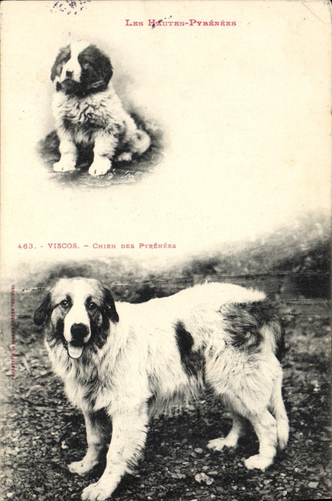 Chien des Pyrénées — Viscos — Les Hautes-Pyrénées — Éditeur La Romaine, n° 463