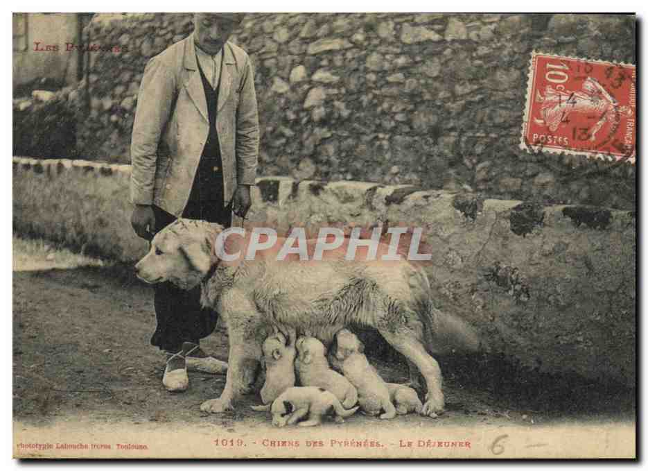 CPA Chien Chiens des Pyrenees Le dejeuner