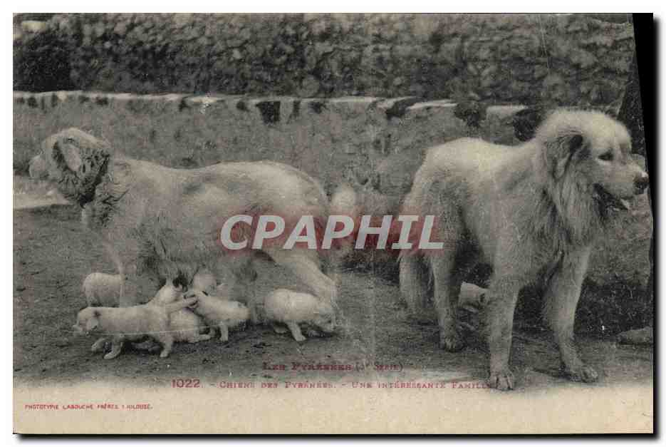 CPA Chien Chiens des Pyrenees Une interessante famille 