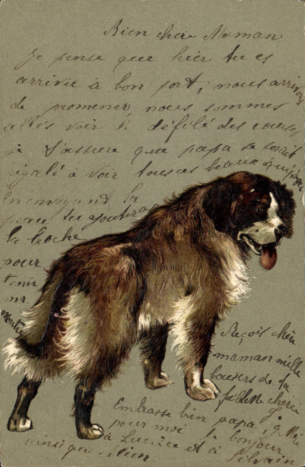 Chien de race Saint-Bernard — illustration — éditeur non identifié - Anverso