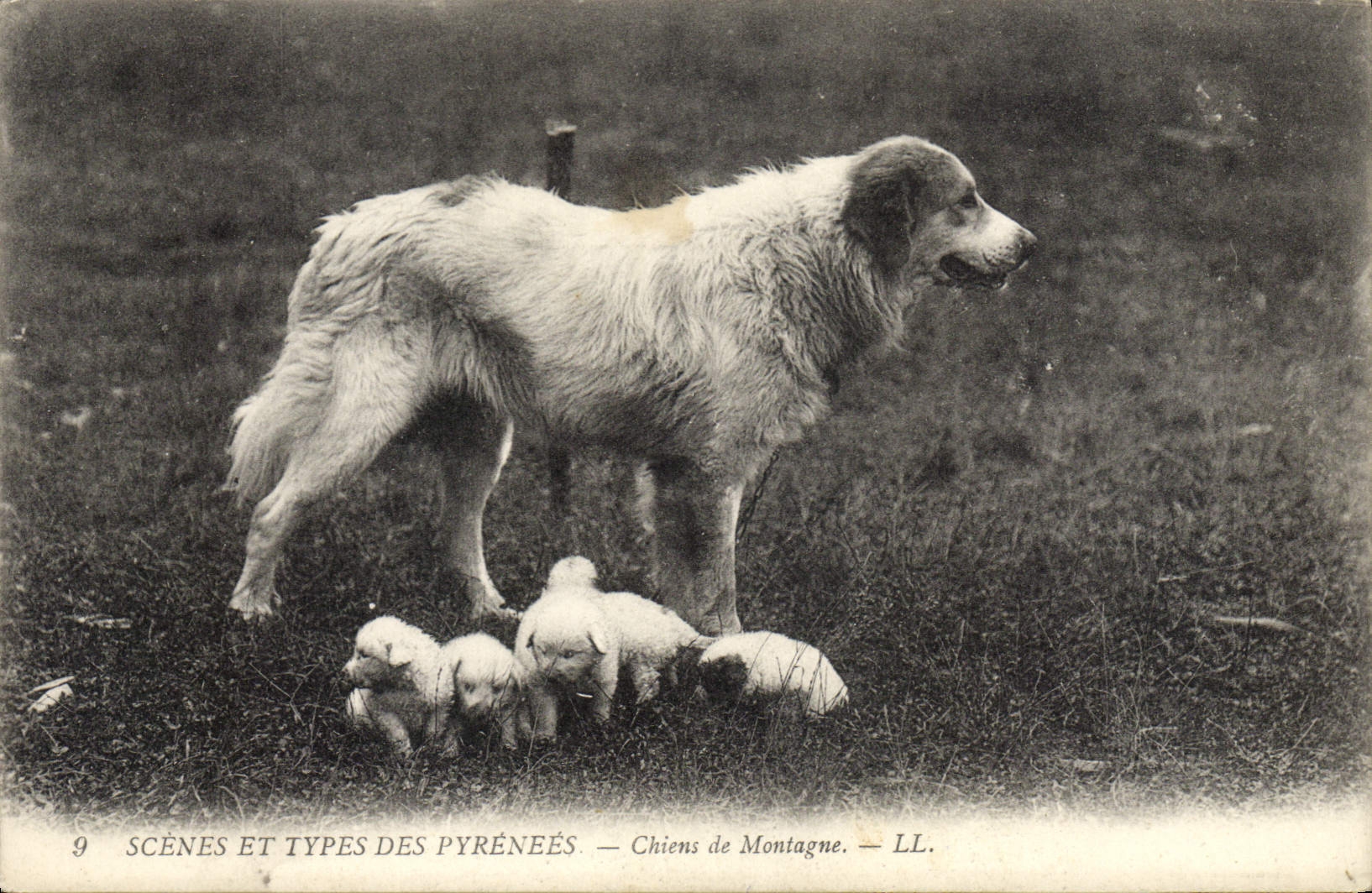 Chiens de Montagne — LL. — Scènes et Types des Pyrénées — n°9