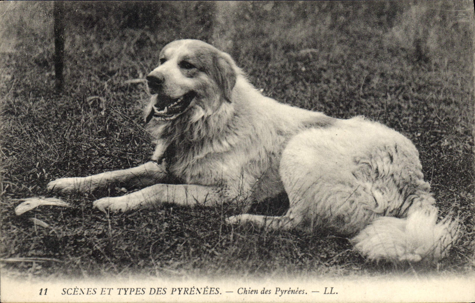 Chien des Pyrénées — SCÈNES ET TYPES DES PYRÉNÉES — LL. — n°11