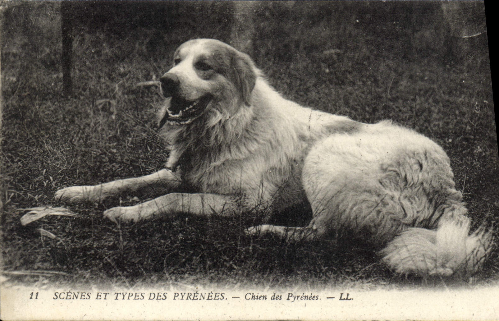 Chien des Pyrénées — Scènes et Types des Pyrénées — LL, n°11