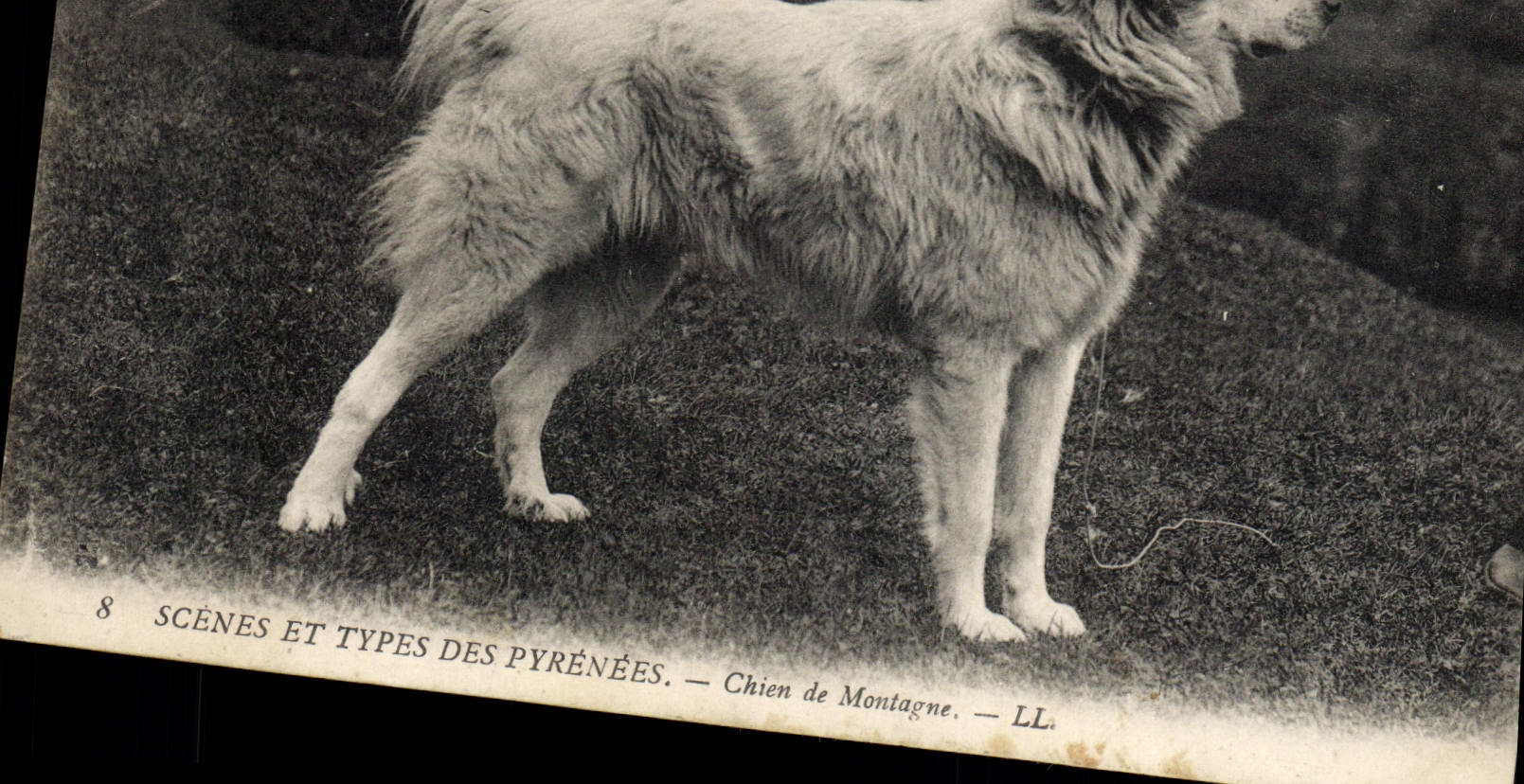 Chien de Montagne — Scènes et Types des Pyrénées — LL